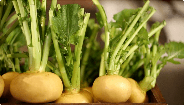 Radish for cystitis